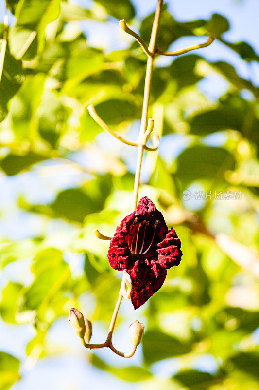 红栗色的香肠花，Kigelia Africana(垂直构图)